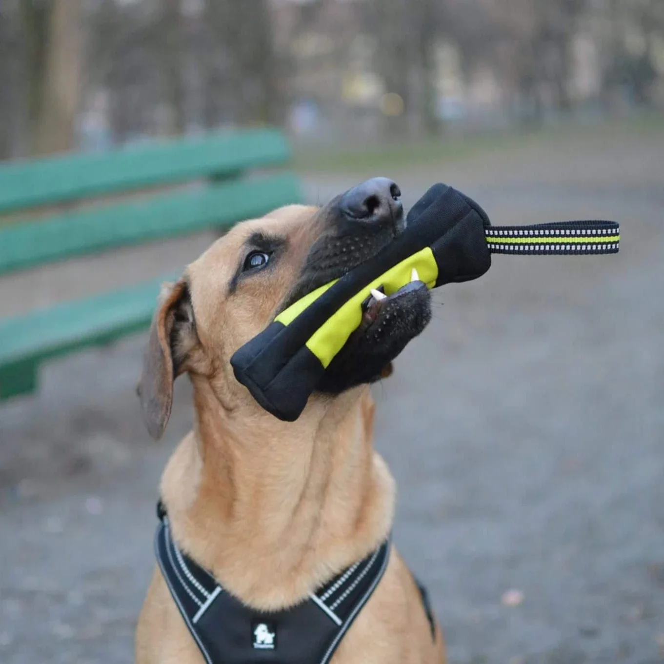 Truelove Dog Training Retrieve - Food Storage Zipper Bags ulasan dan harga